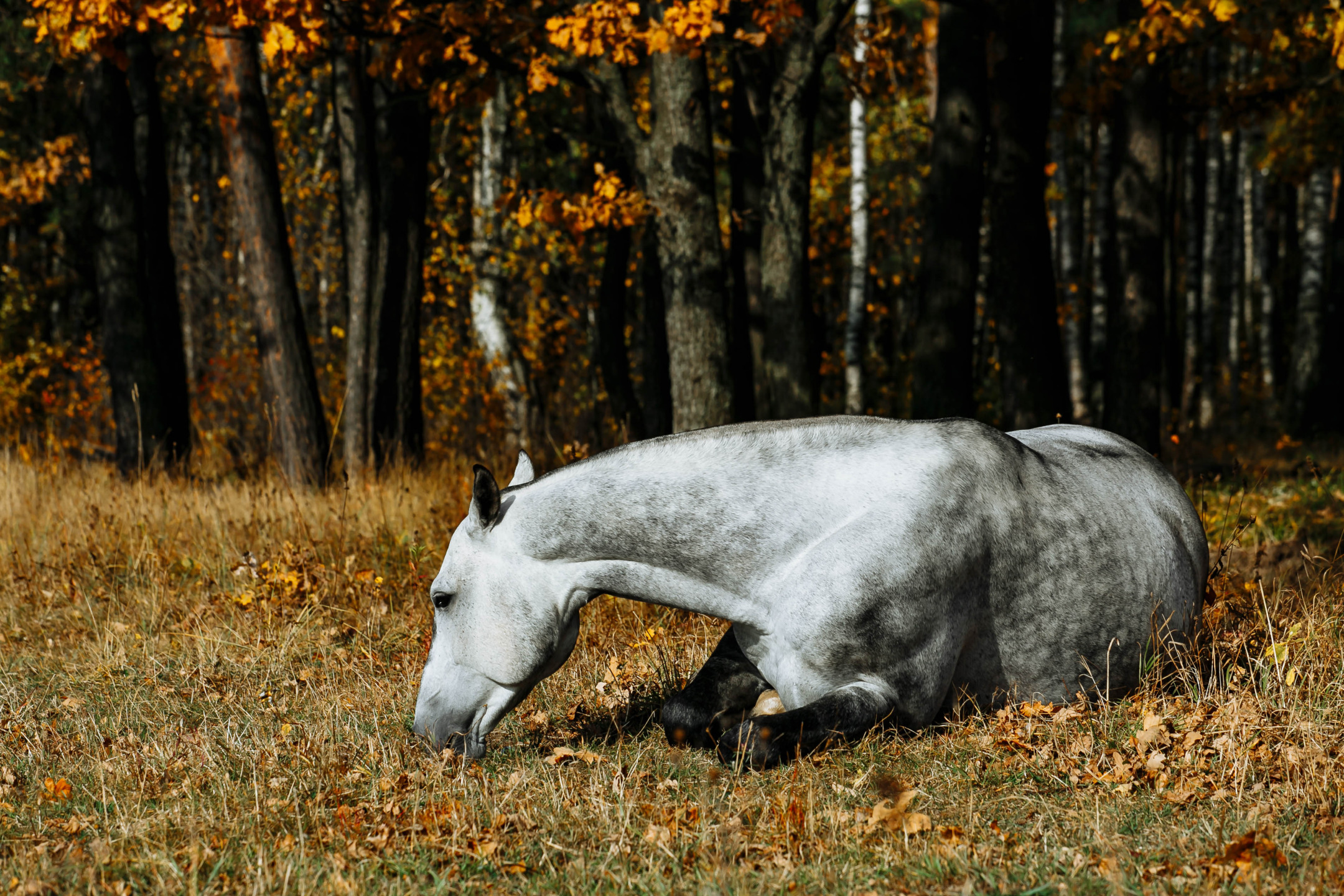 Colica nel cavallo, cavallo grigio sdraiato