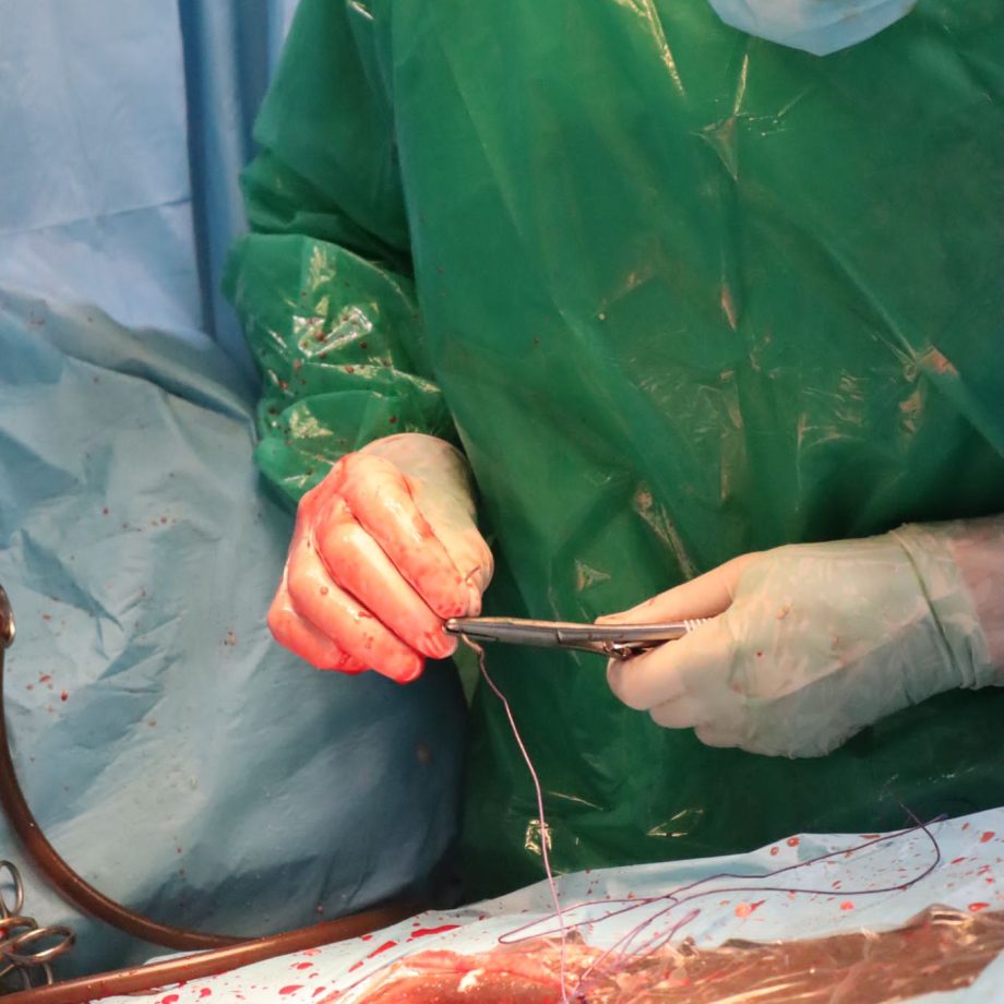 Surgical Procedure for Equine Colic: From Arrival to Recovery 2 IMG 3318