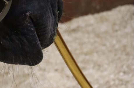 Horse Colic: recognizing symptoms and taking swift action 2 Nasogastric intubation