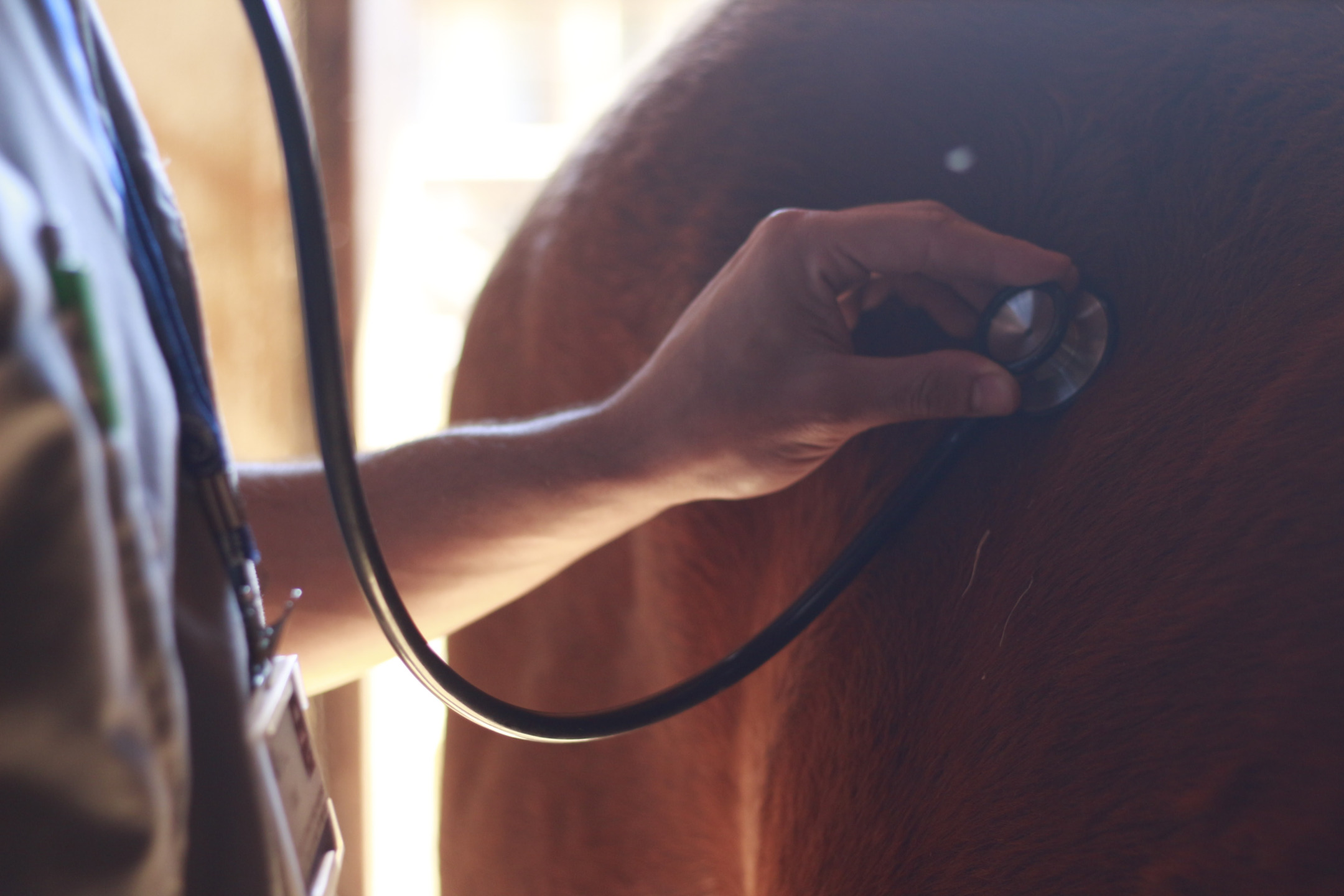 Veterinarian exam horse with stethoscope in case of equine colic
