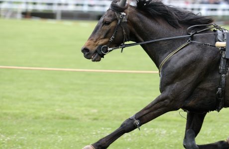 cavallo durante una corsa di trotto