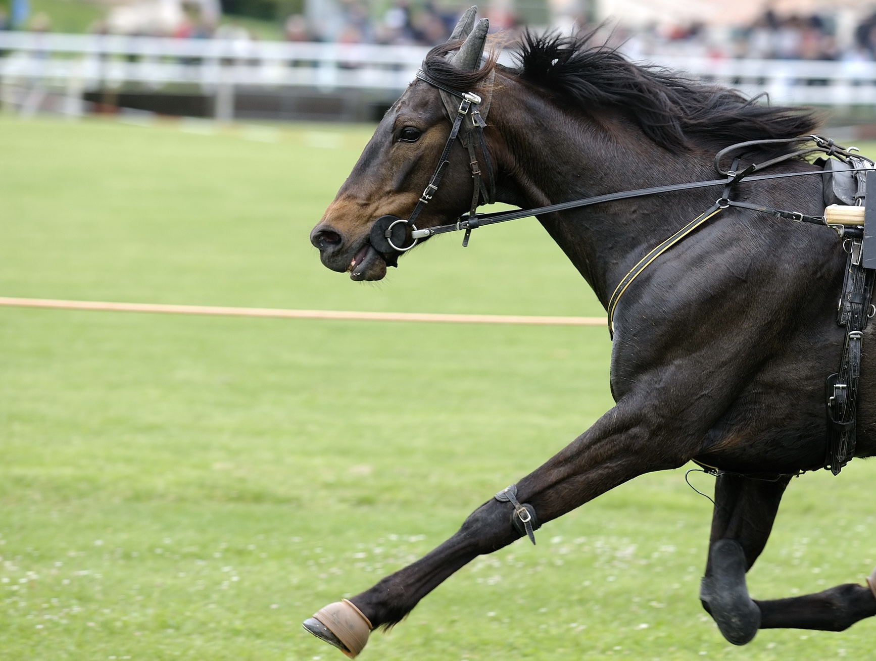 cavallo durante una corsa di trotto