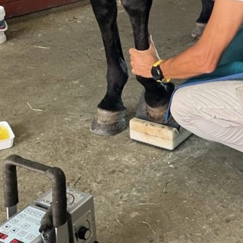 La visita di compravendita di un cavallo: gli esami specialistici 6 image 1