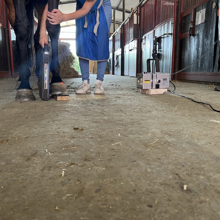 La visita di compravendita di un cavallo: gli esami specialistici 5 img 4497