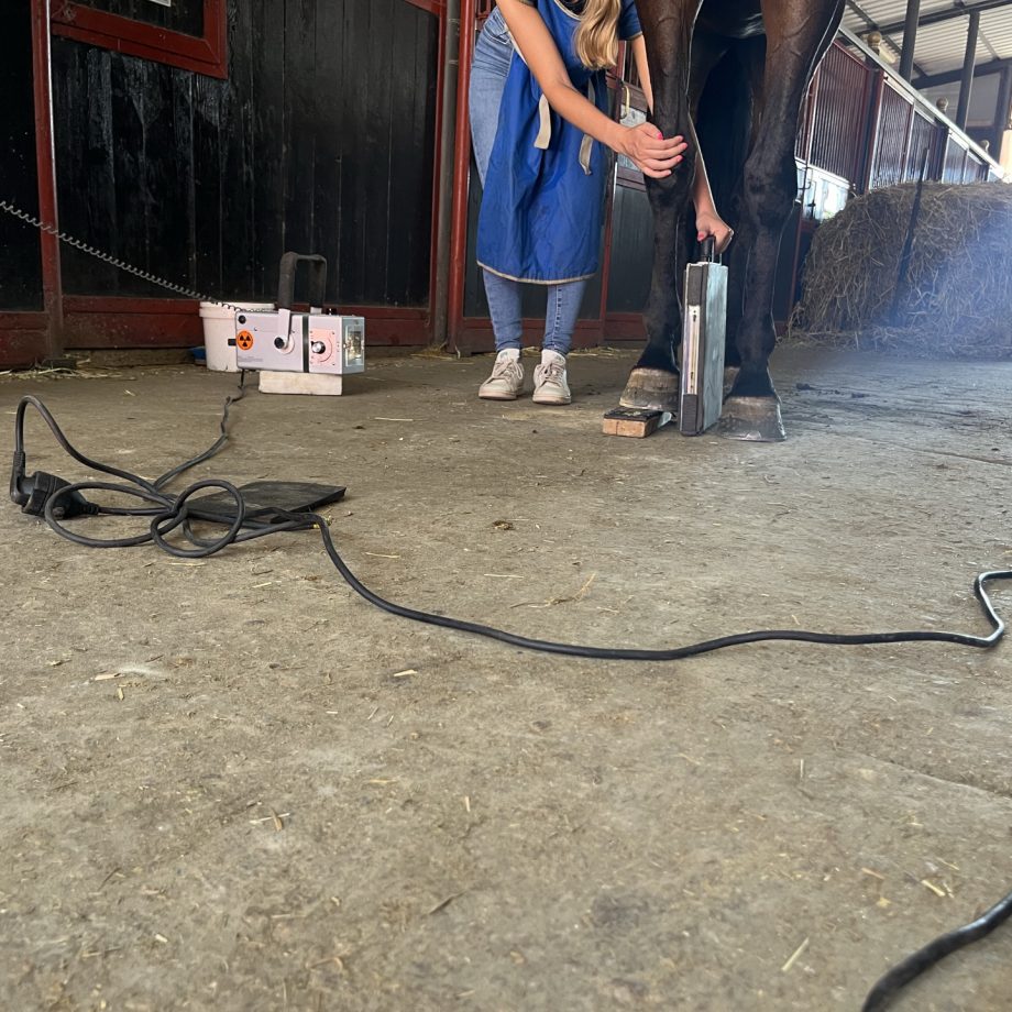 La visita di compravendita di un cavallo: gli esami specialistici 4 img 4498
