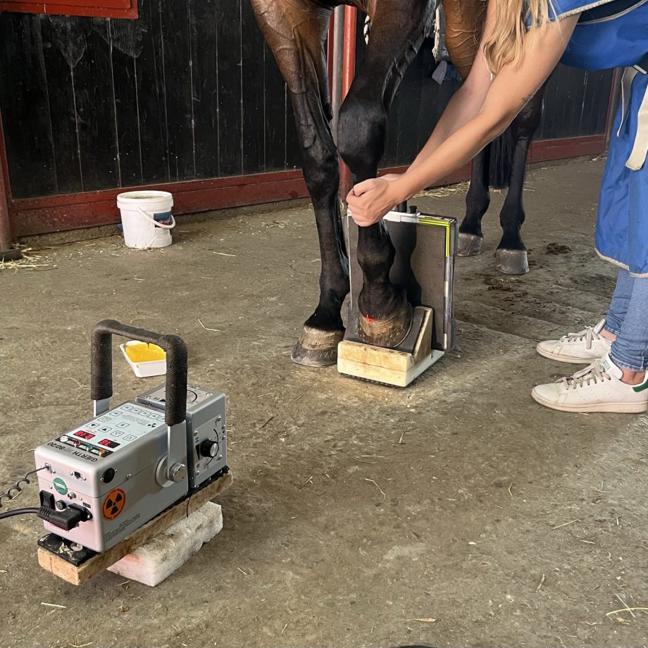 La visita di compravendita di un cavallo: gli esami specialistici 3 img 4503