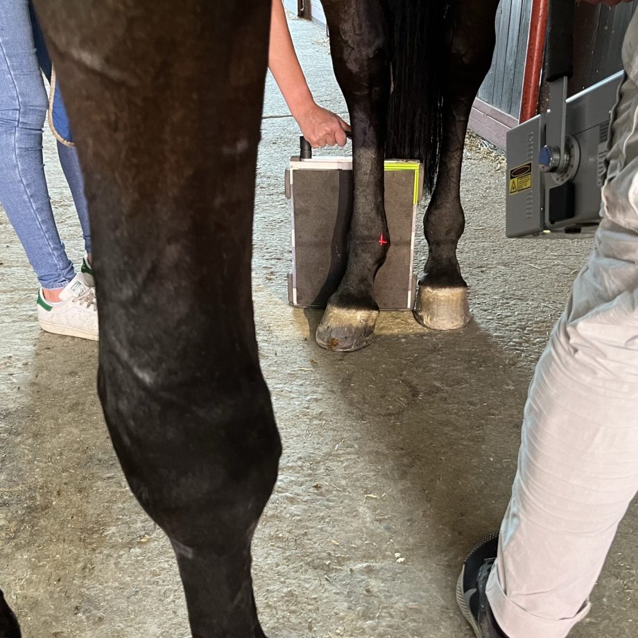 La visita di compravendita di un cavallo: gli esami specialistici 2 img 4505