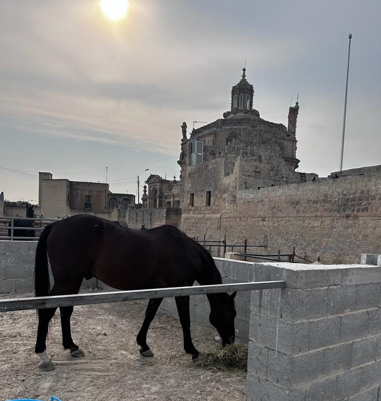 Cavalli salvati da RMJ Horse Rescue a Malta