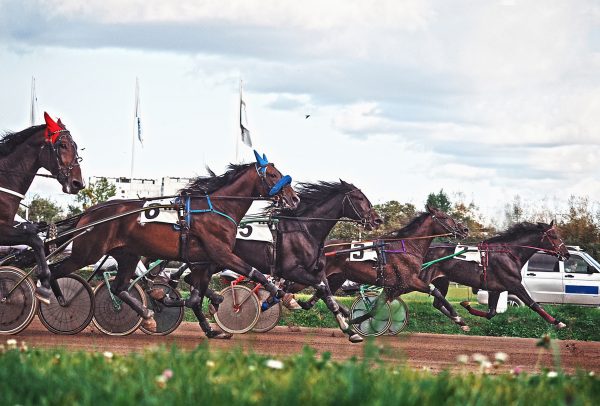 Corsa trotto Gran Premio Enoch-Farolfi