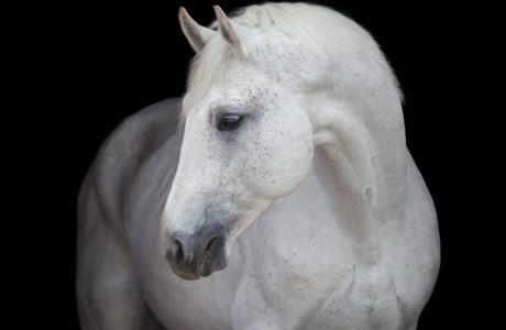 cavsllo grigio su sfondo nero