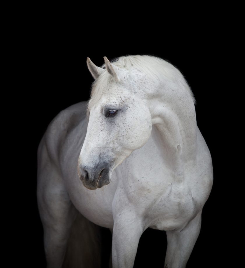 Cavallo grigio per il comportamente del cavallo