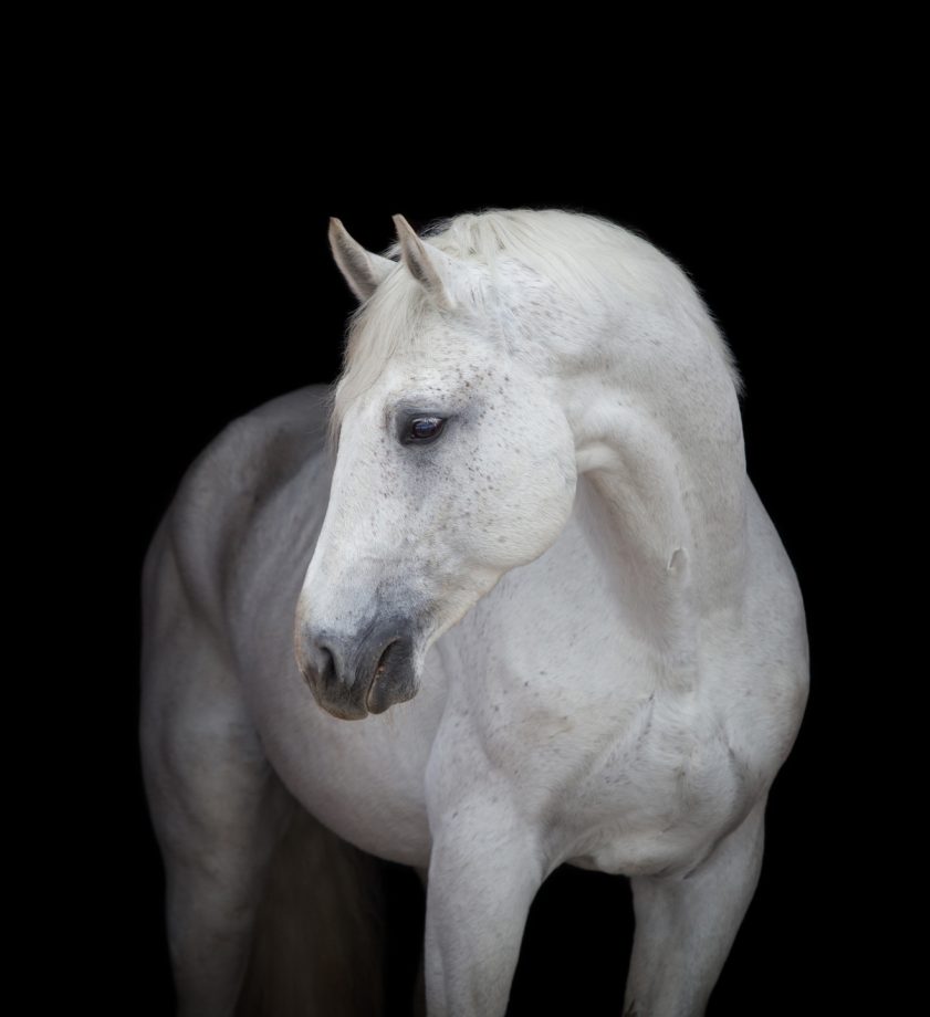 Anemia Infettiva Equina: Coggin Test cos’è e a cosa serve 2 Cavallo grigio per il comportamente del cavallo
