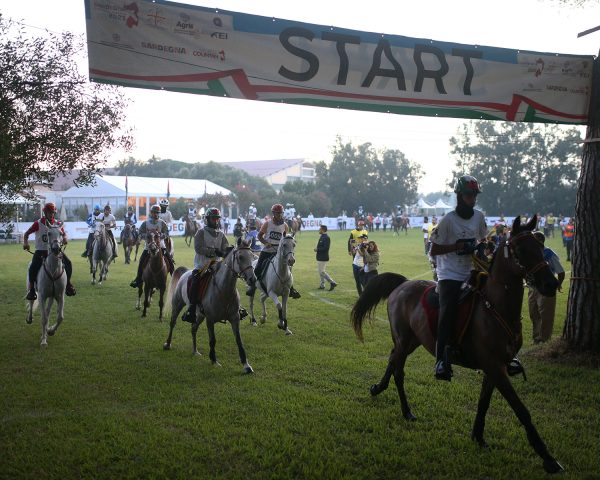 Sardegna Endurance Festival 2023: cavalli all'arrivo