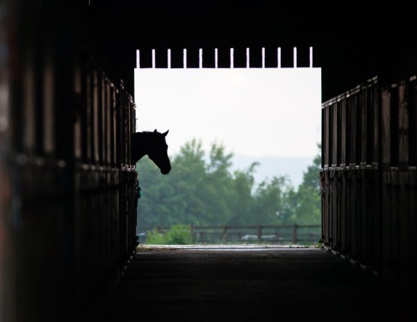 horse in the stable