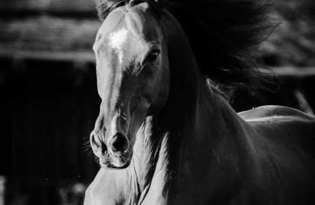 Immagine in bianco e nero di un cavallo che galoppo
