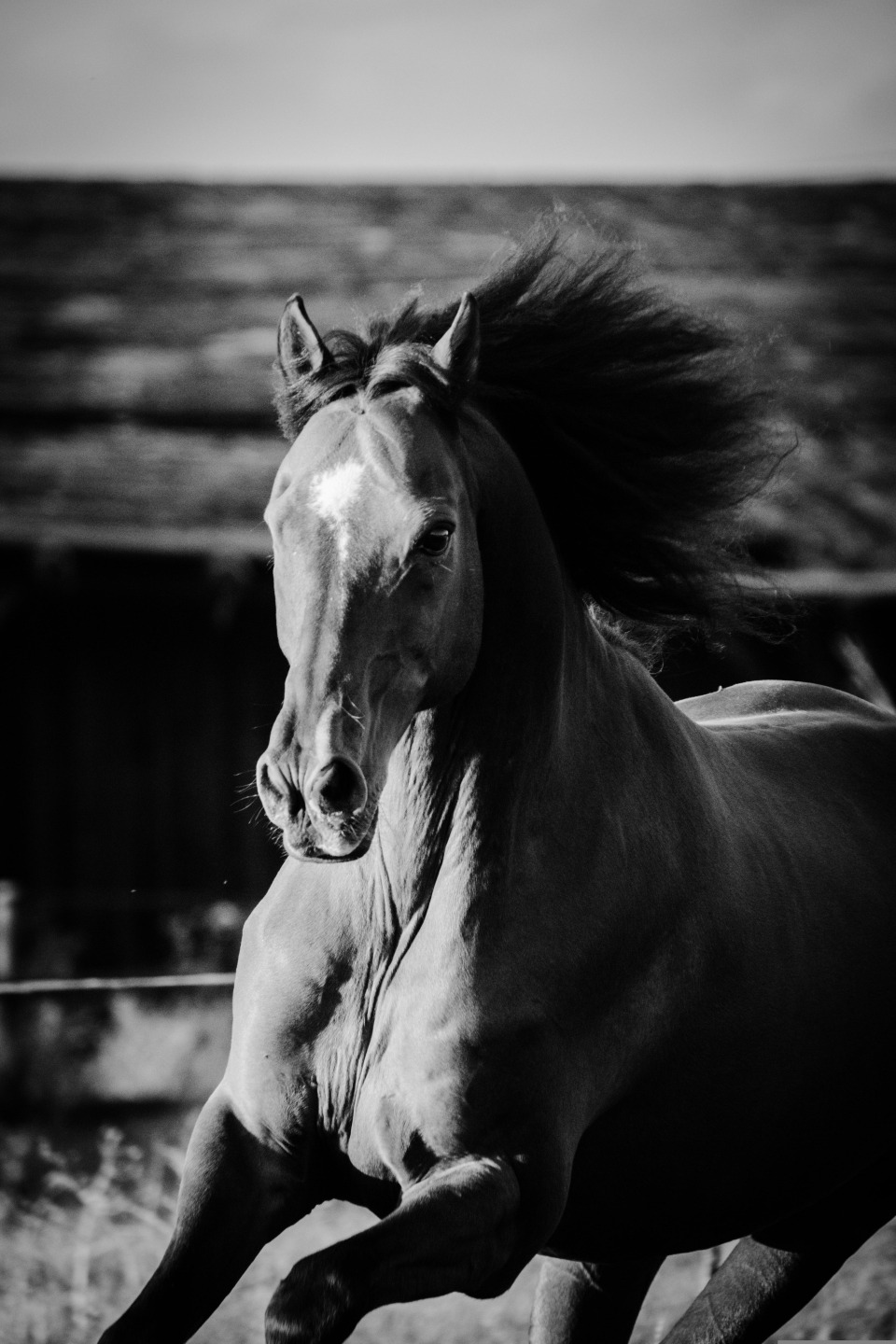 Immagine in bianco e nero di un cavallo che galoppo
