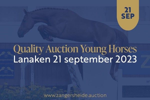 quality auction young horses