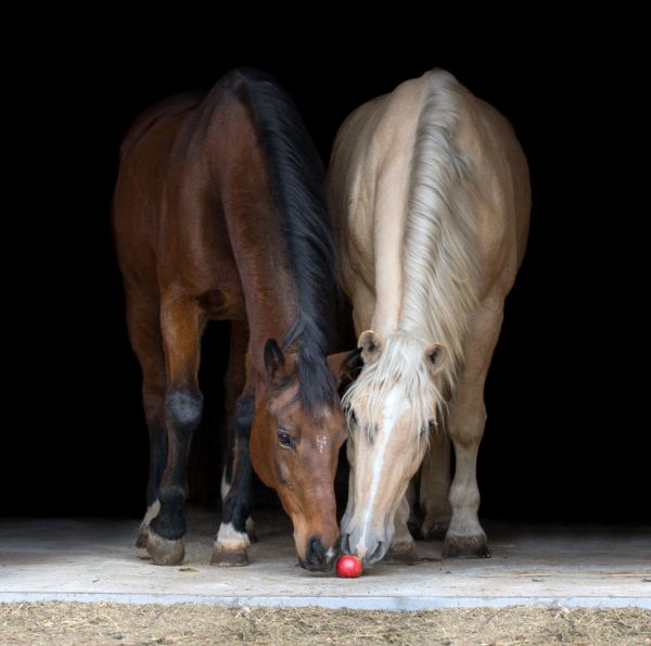 Cavalli che mangiano una mela Foto iStock c AsyaPozniak