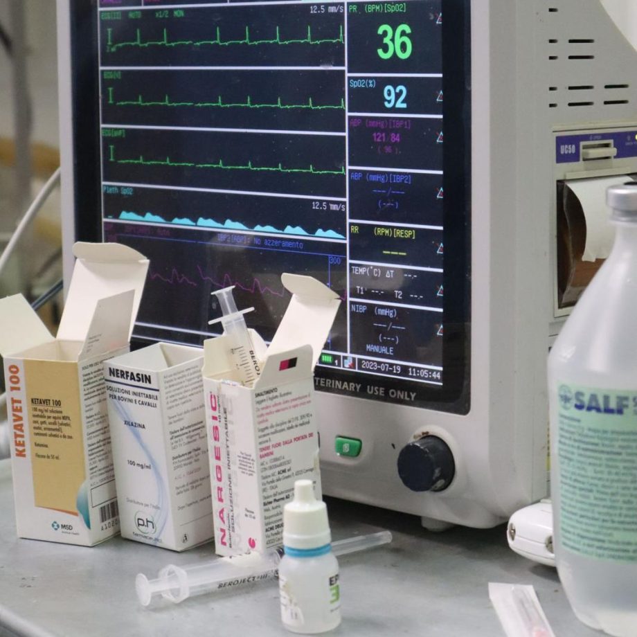 Colic syndrome: postoperative food recovery for horses 2 Clinica veterinaria Piola 1