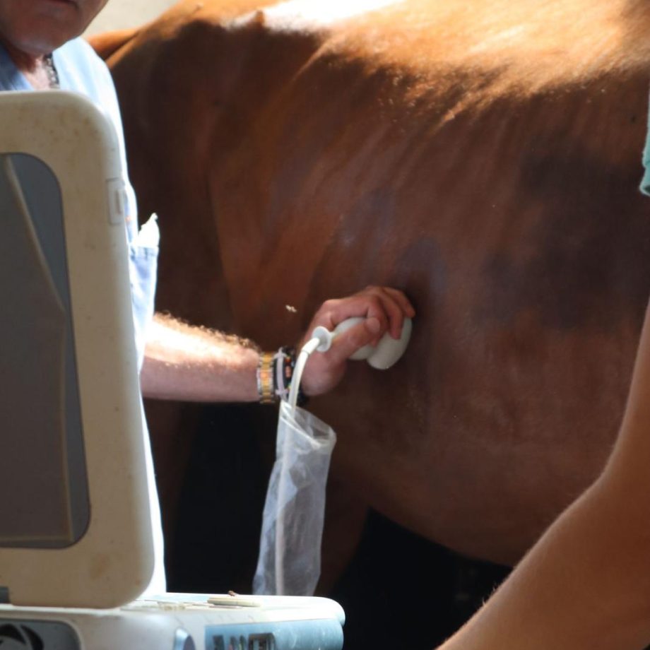 Colic syndrome: postoperative food recovery for horses 3 Clinica veterinaria Piola 2 1