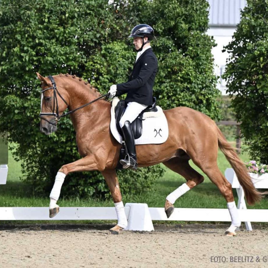 Dressurpferd Springpferd Vielseitigkeitspferd dressage horse showjumper eventer pjhorses Carridam II 2023 3