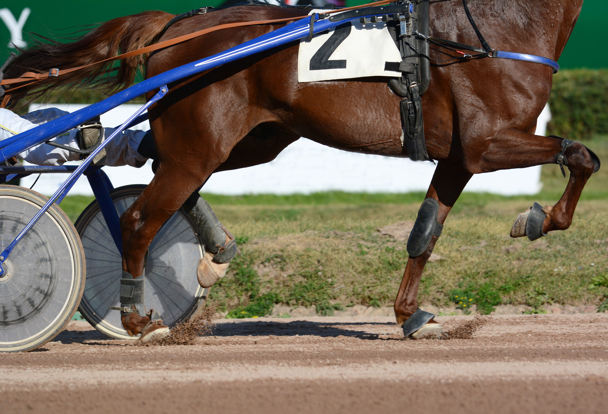 Gambe cavallo durante una corsa di trotto