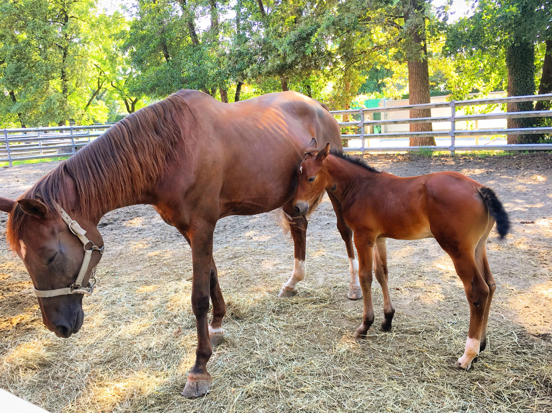 Puledro e fattrice embryo transfer