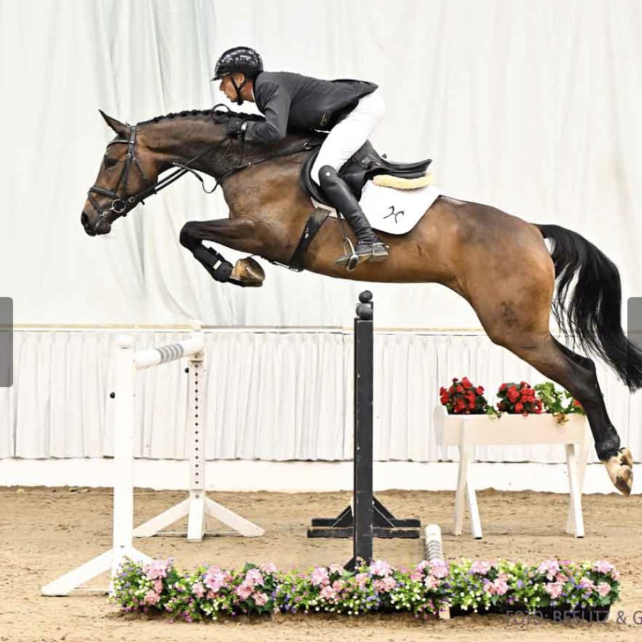 Springpferd jumping horse pjhorses Cornetta Crisp 2023 Auktion