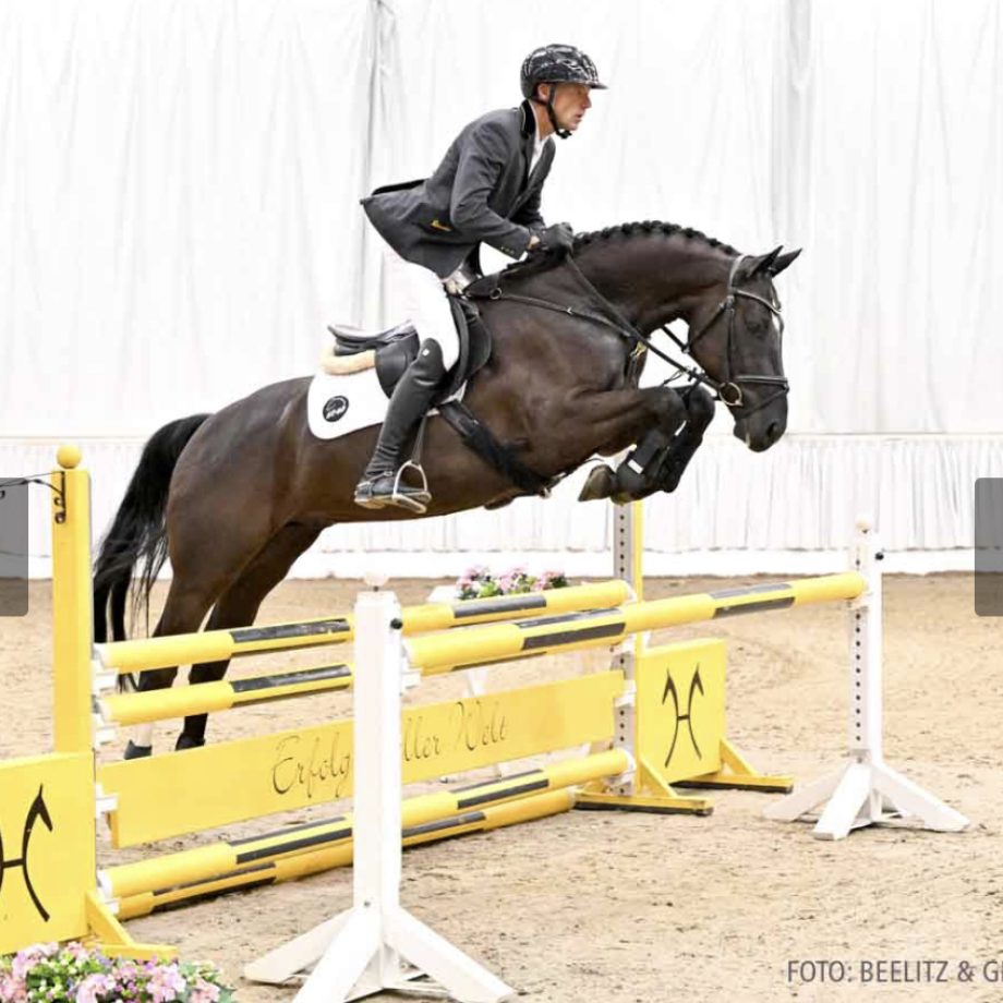 Springpferd showjumper hunter pjhorses Ostwind 2023 Auktion