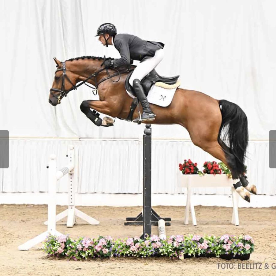 Springpferd showjumper pjhorses Beastly Boy 2023 Auktion