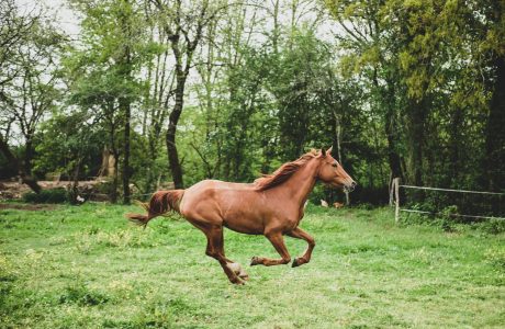 Cavallo sauro mentre galoppa nella natura
