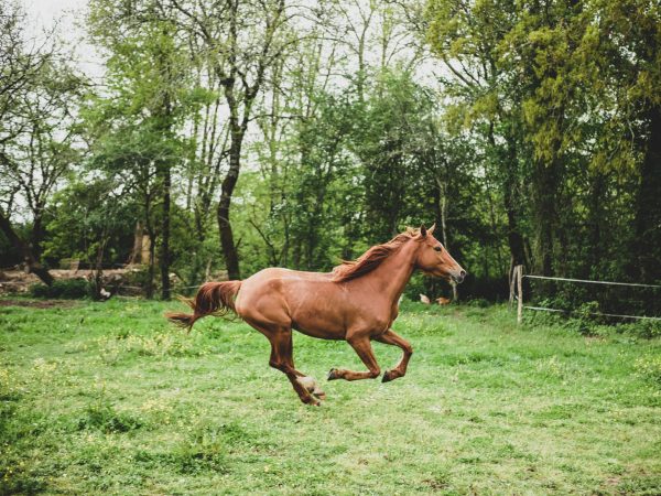 Cavallo sauro mentre galoppa nella natura