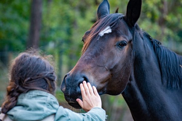 Ragazza mentre accarezza un cavallo