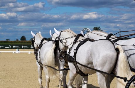 Foto carrozza trainata da cavalli attacchi