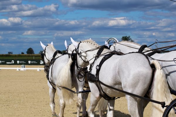 Foto carrozza trainata da cavalli attacchi