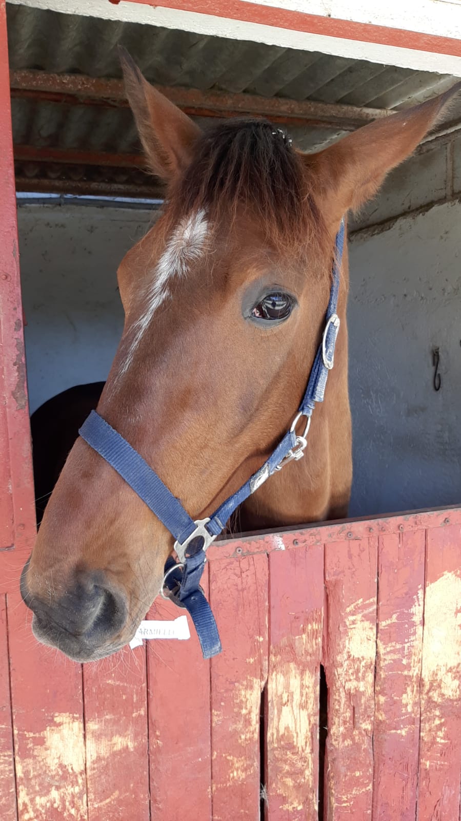 Montegiorgio, ultimo week end al trotto per novembre : Palio dei Proprietari e Palio degli Esterni -Omaggio ad Arnaldo Vitali 1 Ippodromo San Paolo Montegiorgio Palio dei Proprietari