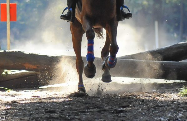 FISE cavallo atleta certificato di idoneità