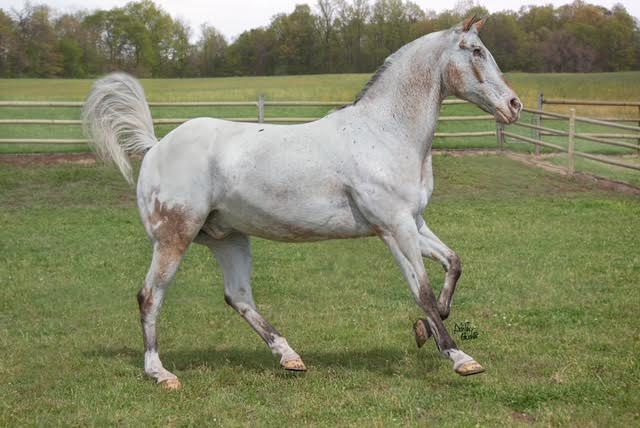 Endo The Blind, il cavallo cieco da Guinness World Record 3 IMG 8554