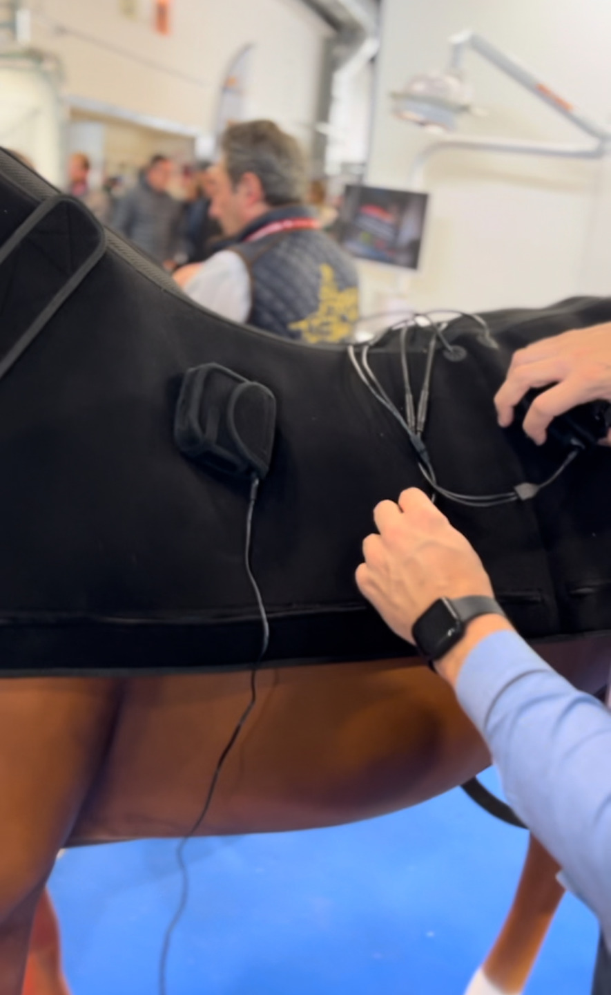 Garda Laser: la laserterapia per il benessere di cavalli e piccoli animali 4 IMG 9089 1