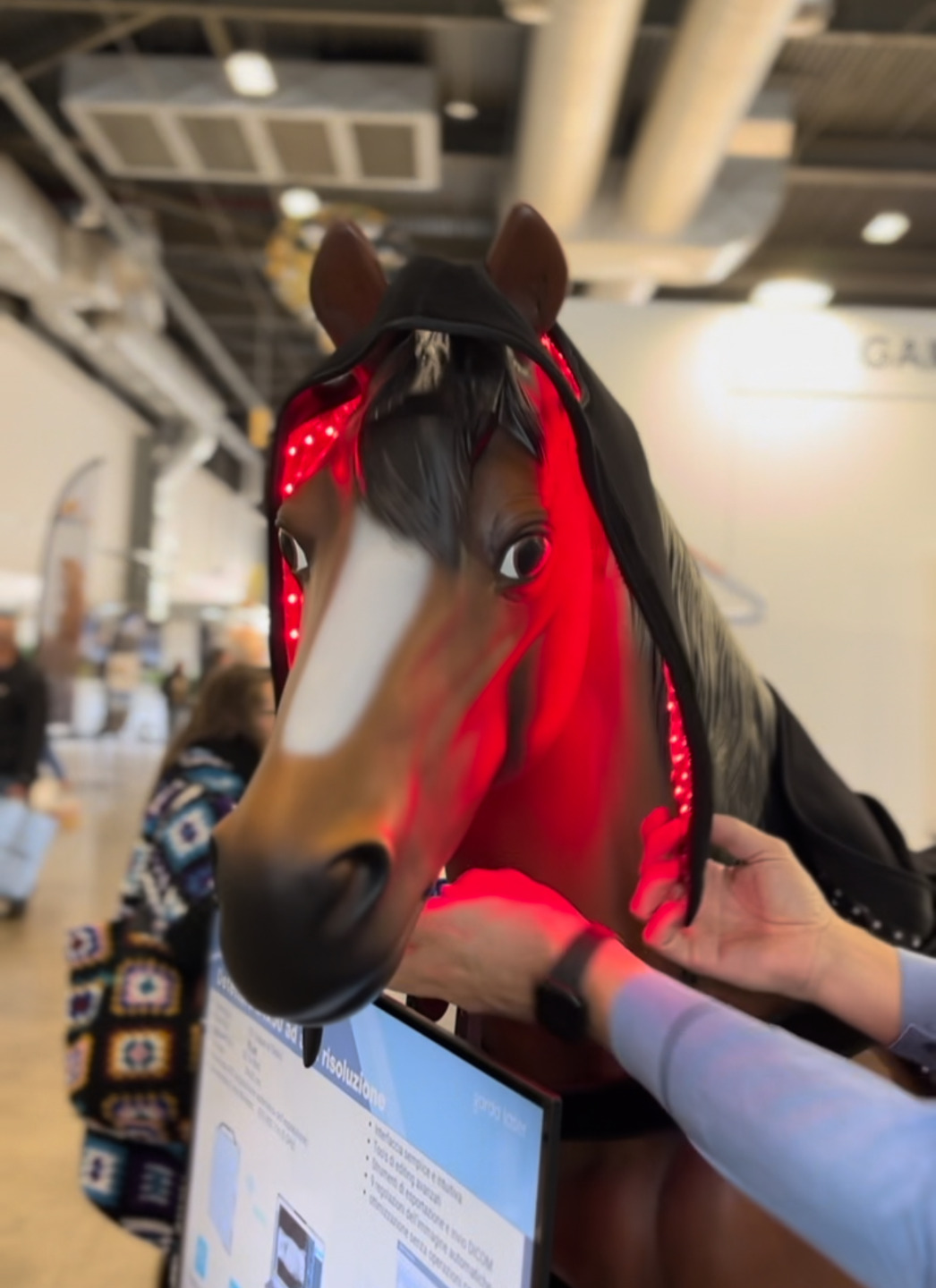 Garda Laser: la laserterapia per il benessere di cavalli e piccoli animali 3 IMG 9090 1