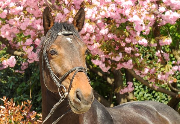 Cavallo con i fiori per articolo omeopatia