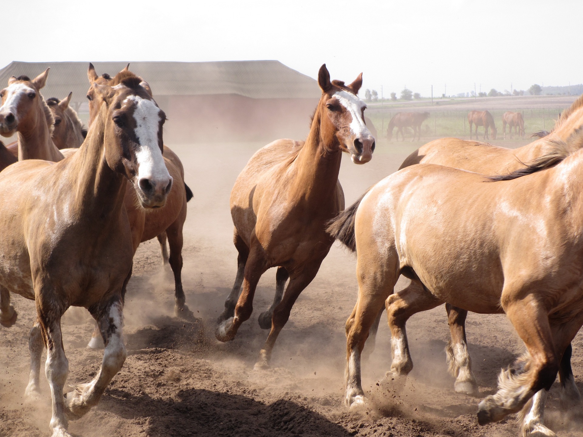 Esemplari di Cavallo Criollo Argentino che galoppano liberi nelle praterie Argentine