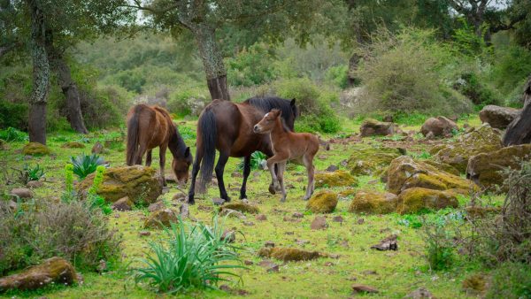 Puedro razza cavalli della Giara protetto da sua madre
