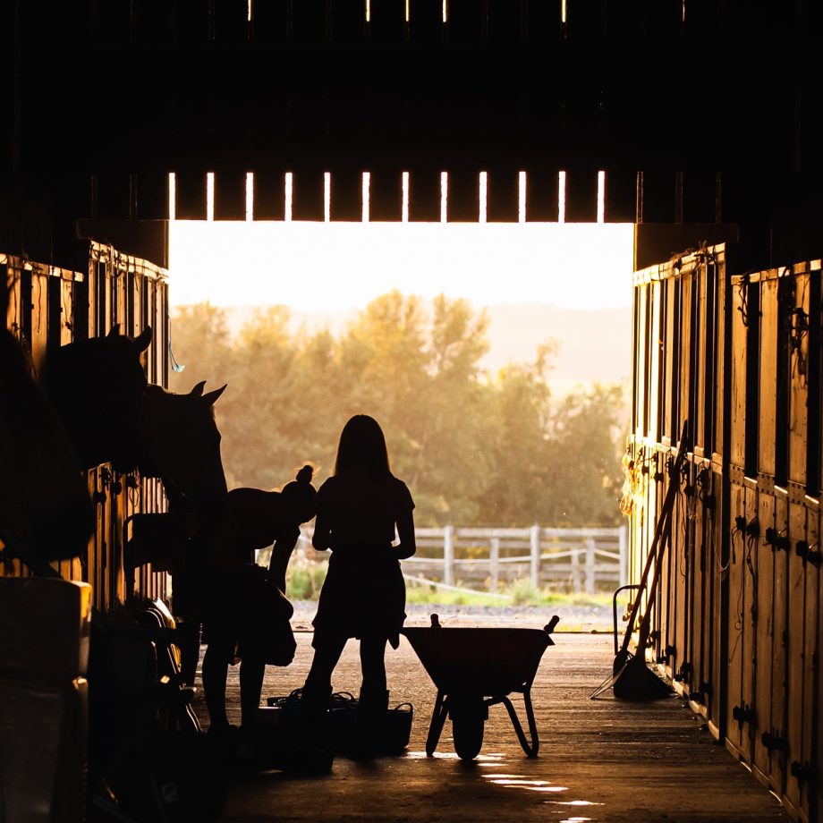 Oltre il box: il benessere del cavallo atleta 2 stable 4426781 1920