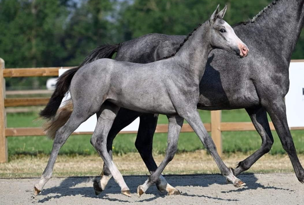 Femmina Lignée de Toulon, da Utamaro d'Ecaussines x Cornado II x Casco x Heartbreaker, 21 cavalli da 1,45m a 1,60m nella linea materna