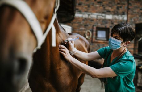 La guida dei requisiti veterinari per la partecipazione a eventi e manifestazioni 13 IMG 9410 1