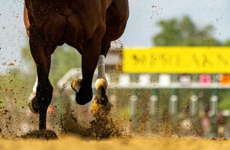 Cavallo durante una corsa di galoppo