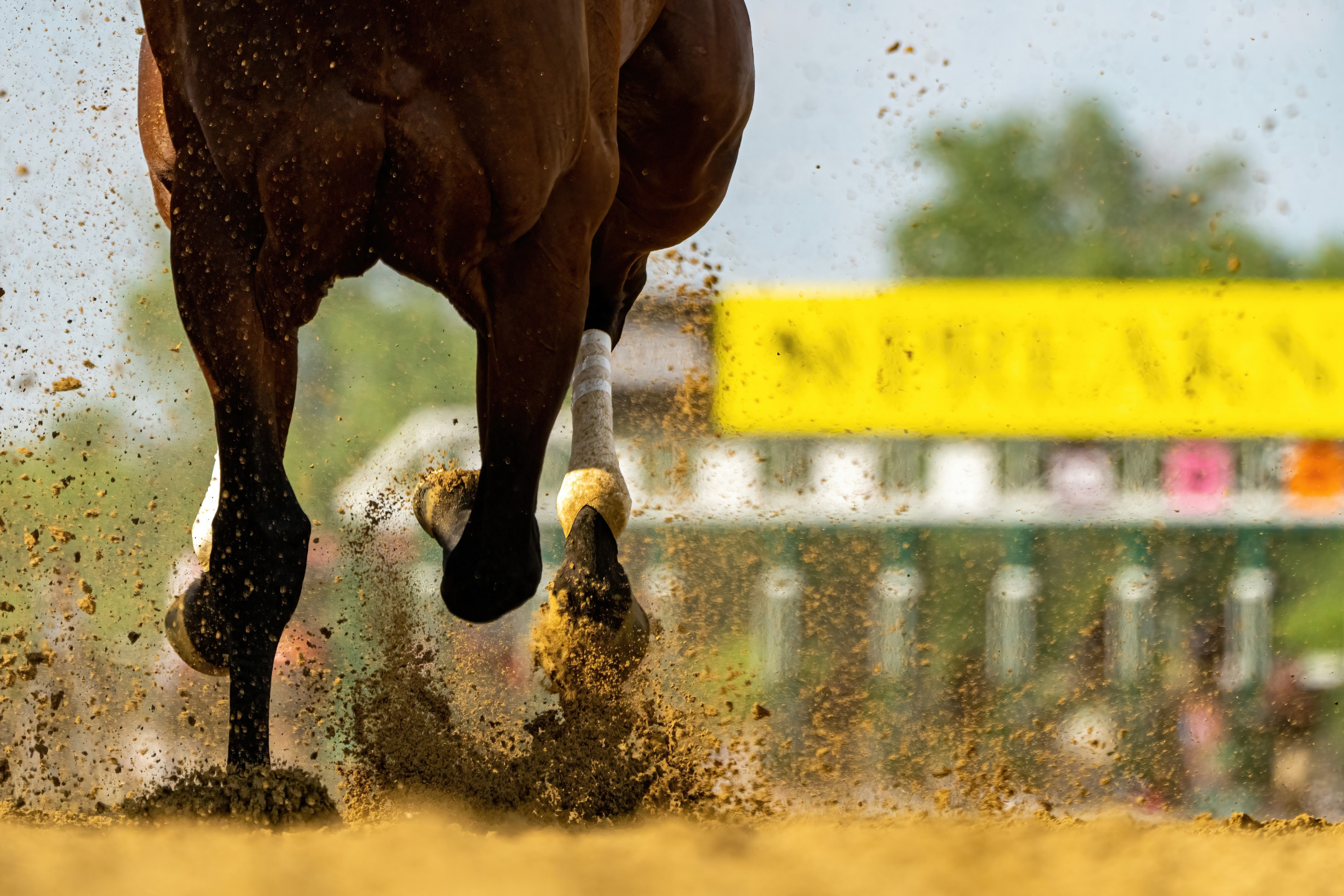 Cavallo durante una corsa di galoppo