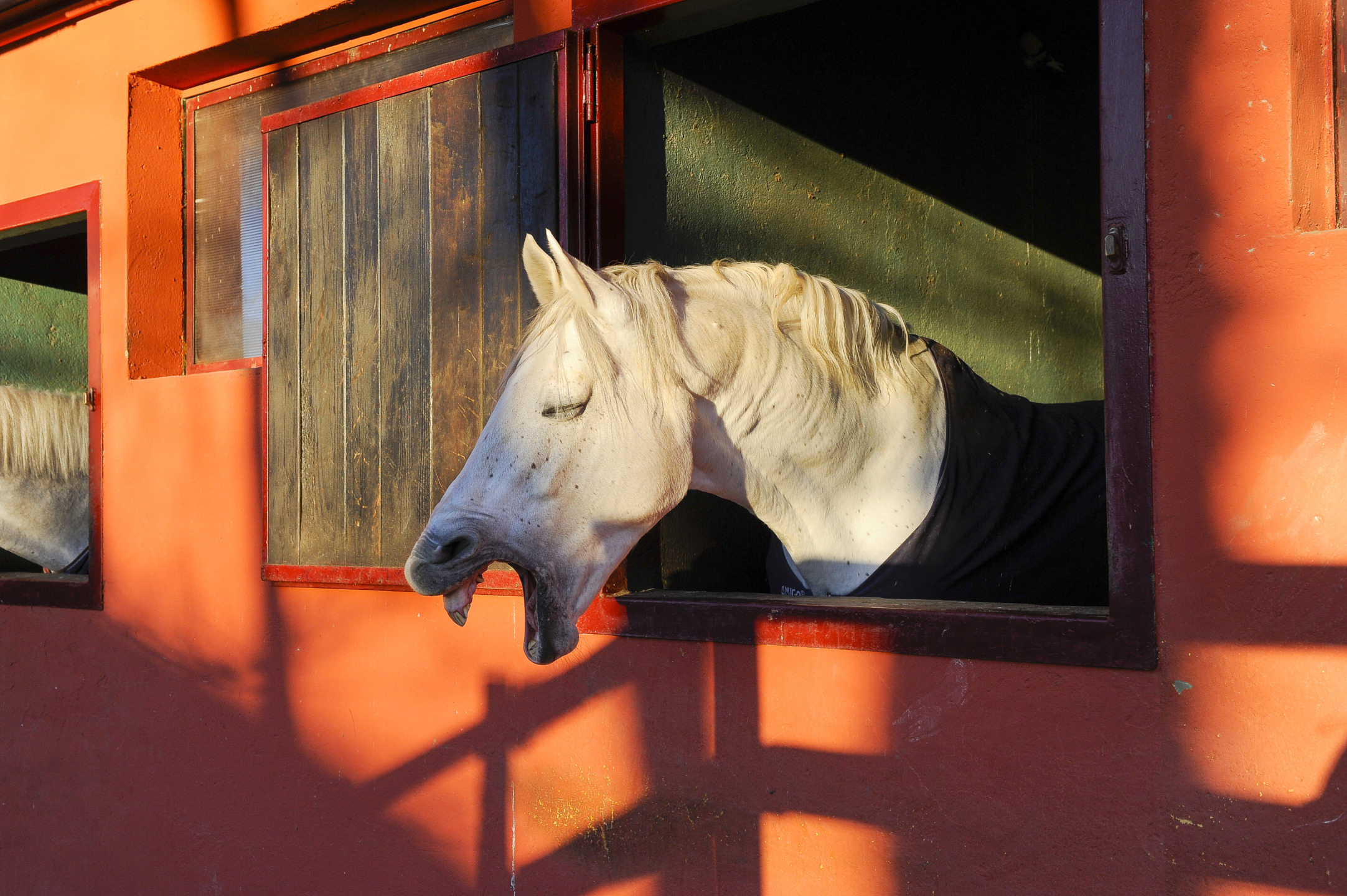 Cavallo che sbadiglia