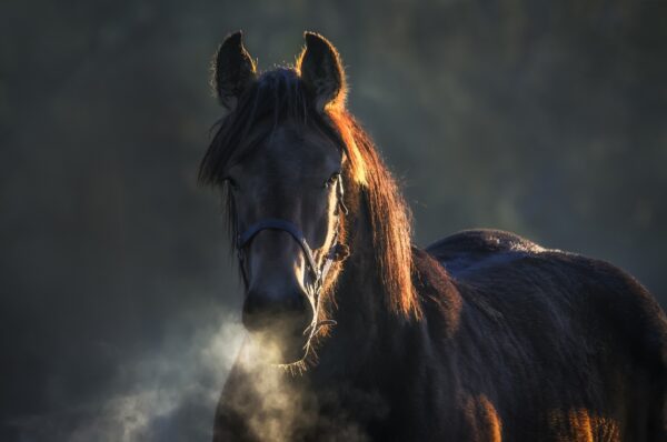 cavallo alla longe da pixaBAY 2023